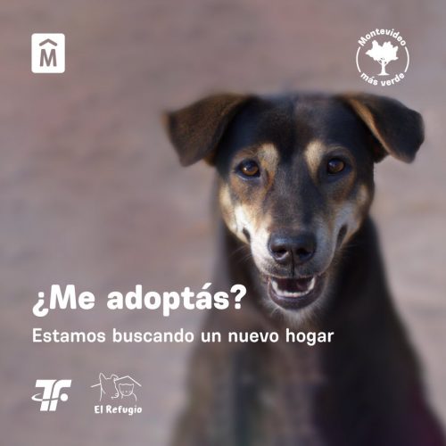 adopción de perros IM