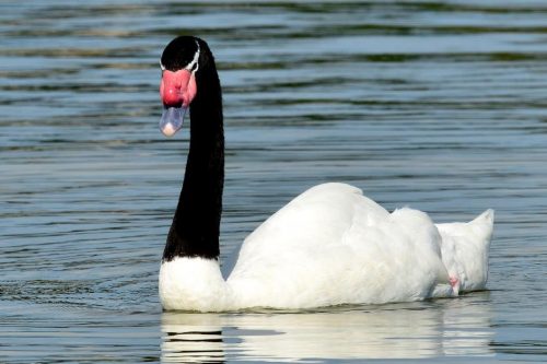 cisne de cuello negro