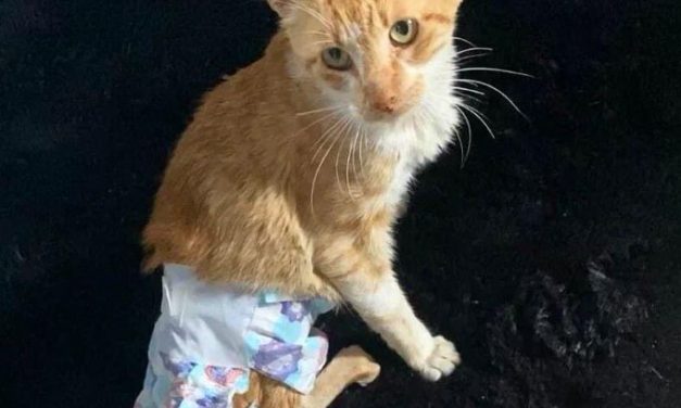 ¿Un 14 de marzo de 2023 qué compartieron en las redes sociales, Burakeras, Rando, Andrade, e INISA?