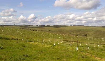 Diputados del FA presentan proyecto por el que se declara de interés general y se promocionan políticas de manejo sostenible