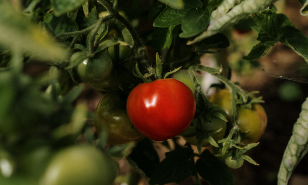 Apoyo al Banco de Alimentos