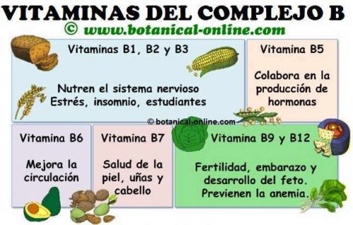 Vitaminas B