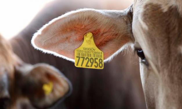 Nueva Zelanda, Australia, Uruguay y Canadá entre los países más avanzados en sistemas de trazabilidad ganadera