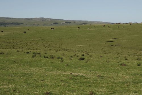 pastizales Uruguay
