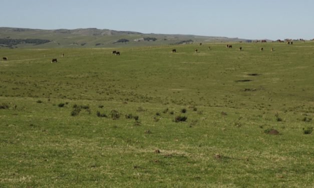 La Importancia de las Pasturas Naturales en el Ambiente: Promoviendo la Sostenibilidad y la Biodiversidad