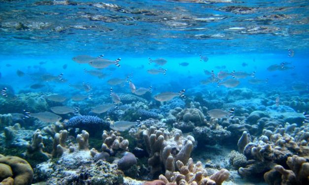 ¿Cuáles son las posibilidades de incrementar la superficie marina protegida del Uruguay?