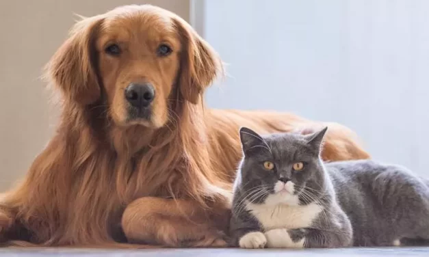 Elige con Sabiduría: La Vida y Alegría de Tener una Mascota