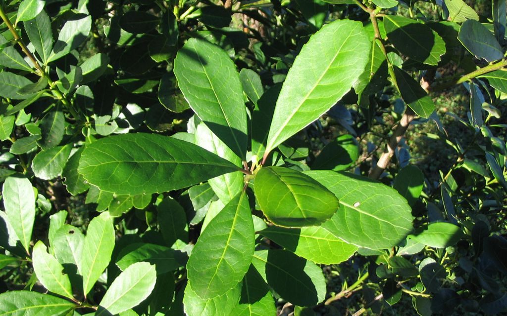 Todo lo que debe saber sobre la historia de la yerba mate en el Uruguay