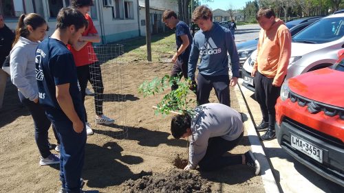 Plantación árboles Ombúes de Lavalle