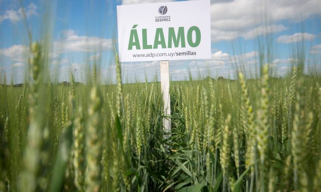 ADP-Agronegocios del Plata participará de la inauguración de la cosecha de trigo