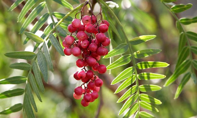 Plantación de árboles del Ministerio de Ambiente junto a Alcaldes en Paysandú
