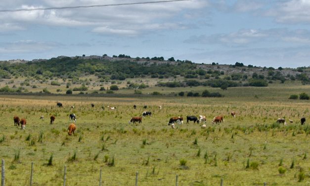 OPYPA: Impacto bruto directo de la sequía sobre las actividades agropecuarias entre 2022 y 2023 totaliza U$S 1.883 millones