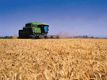 ¿Cuál es la situación y las perspectivas del trigo en Uruguay?