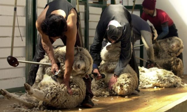 El legado de Virginia Fros: hoy se conmemora el Día del esquilador