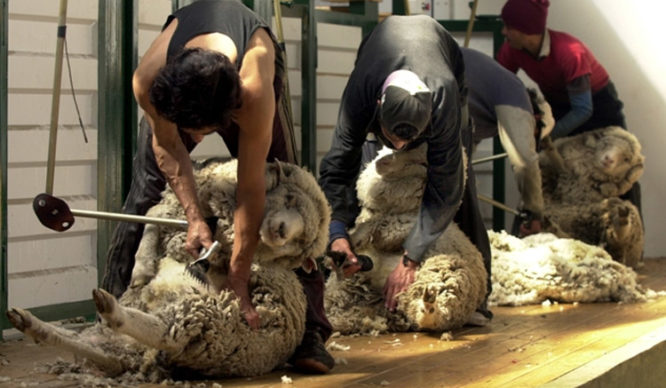 El legado de Virginia Fros: hoy se conmemora el Día del esquilador