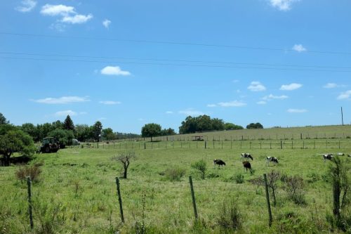 Campos en Uruguay