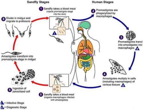 Visceral-Leishmaniasis