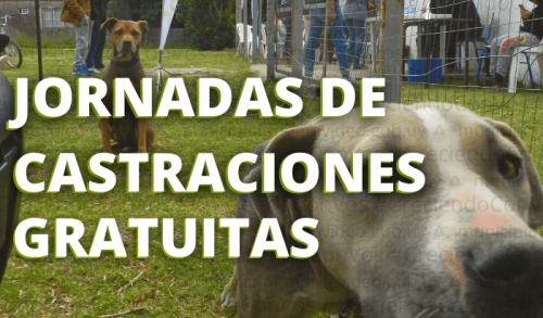 castraciones de perros y gatos