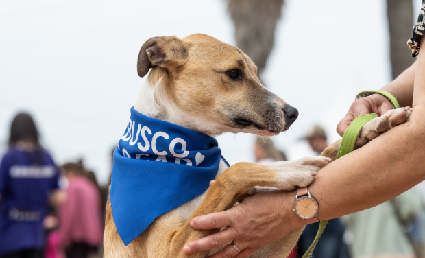 Espacio de Bienestar Animal en la Expo Maratón: ¿de qué se trata?