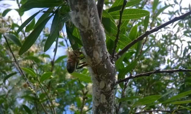 FACULTAD DE QUÍMICA DETECTA SUSTANCIA NATURAL QUE CAUSA ENFERMEDAD QUE AFECTA A  ABEJAS Y A LA INDUSTRIA APÍCOLA