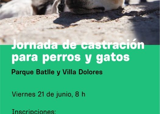 Jornada de Castración para Perros y Gatos: ¿dónde y cuándo?
