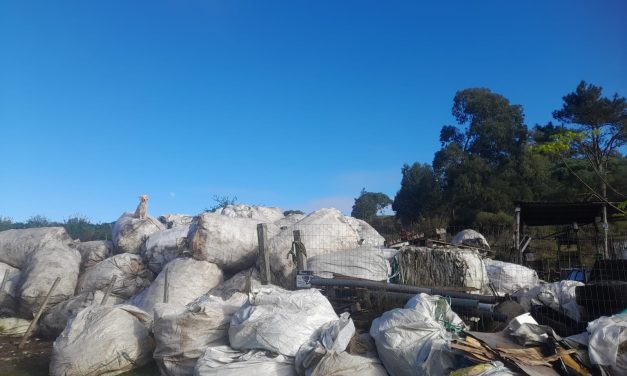 INBA preocupado por situación del vertedero en Cerro Largo donde hay 200 animales sin control