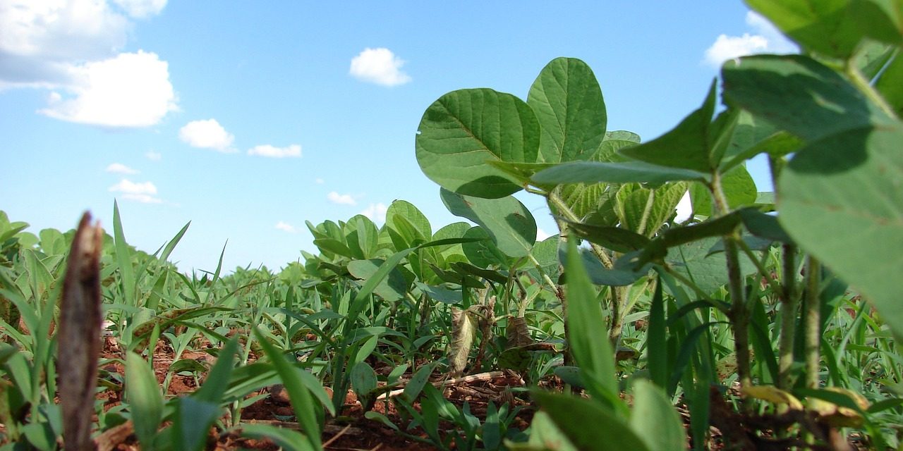 Producción de soja estimada en 3.176.854 toneladas, un valor de los más altos registrados para el cultivo