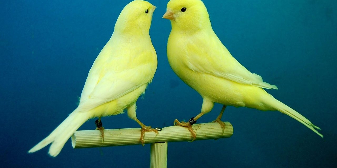 La mirada psicológica sobre la importancia de los animales de compañía