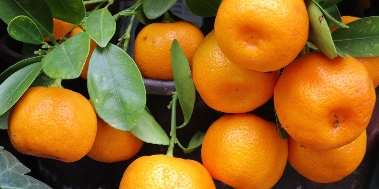 Encuesta Citrícola “primavera 2024: ¿cuánto se exportó y cuánto se cultivó?