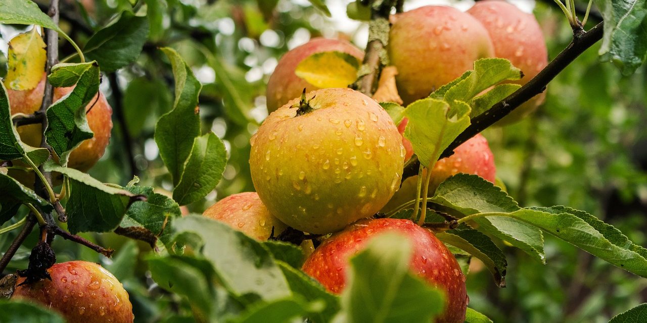 2ª Jornada Frutícola zafra 2024 – 2025