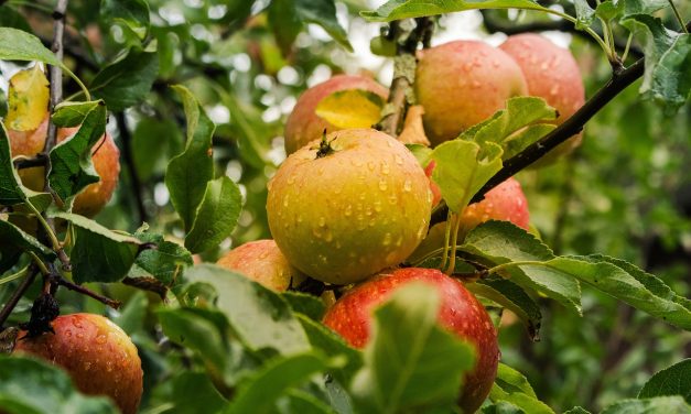 2ª Jornada Frutícola zafra 2024 – 2025