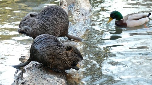 nutrias y pato