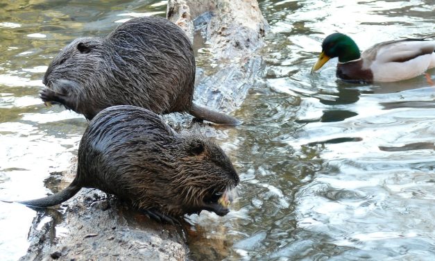 Inauguran espacio ecoeducativo: ¿dónde y cuándo será?
