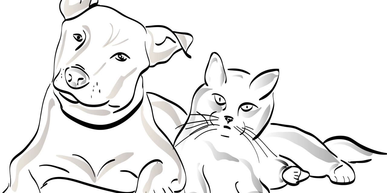 Castraciones gratuitas: ¿dónde y cuándo serán?