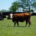 Declaran de interés nacional la realización del evento Protagonistas del Agro 2026