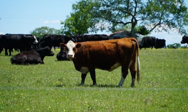 Declaran de interés nacional la realización del evento Protagonistas del Agro 2026