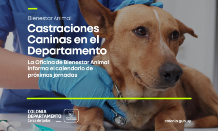 Jornadas de castraciones caninas en el departamento de Colonia