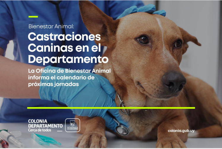 Jornadas de castraciones caninas en el departamento de Colonia