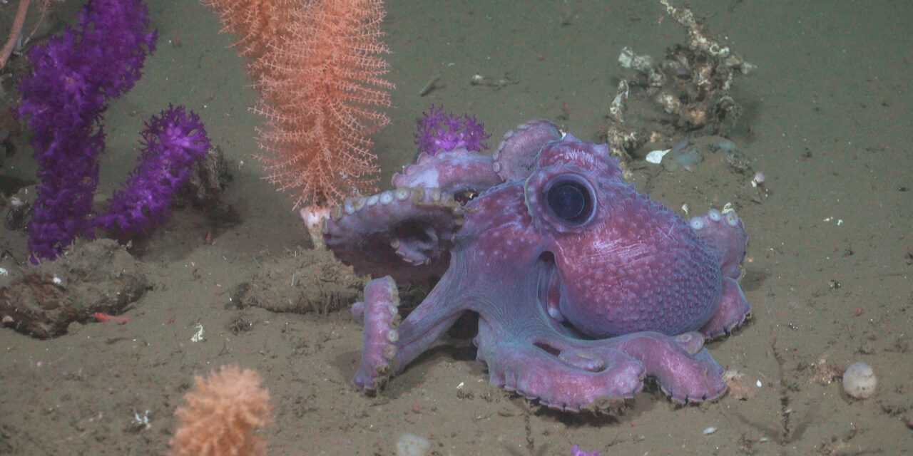 Vibrantes arrecifes de coral descubiertos en una exploración histórica de las profundidades marinas de Uruguay