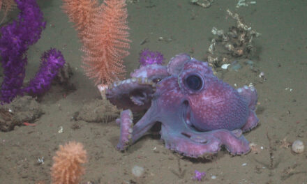 Vibrantes arrecifes de coral descubiertos en una exploración histórica de las profundidades marinas de Uruguay