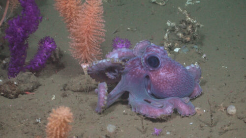 profundidades mar uruguayo