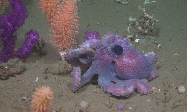 Vibrantes arrecifes de coral descubiertos en una exploración histórica de las profundidades marinas de Uruguay