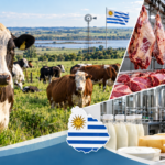 En Uruguay hay alrededor de 3,5 a 4 vacas por persona: razas, distribución territorial y destinos de la producción