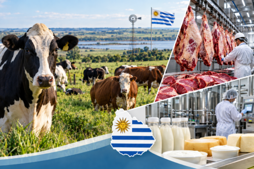 Vacas en Uruguay