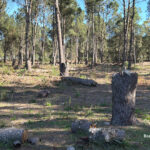 Juan Lacaze: Preocupación por tala de árboles en zona próxima a la planta de ANCAP