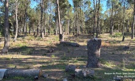 Juan Lacaze: Preocupación por tala de árboles en zona próxima a la planta de ANCAP
