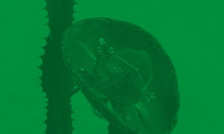 UCU: La economía y cultura de México. Relaciones comerciales con Uruguay y oportunidades de la relación bilateral