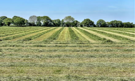 Terrenos en venta en Montevideo: oportunidades para construir tu proyecto
