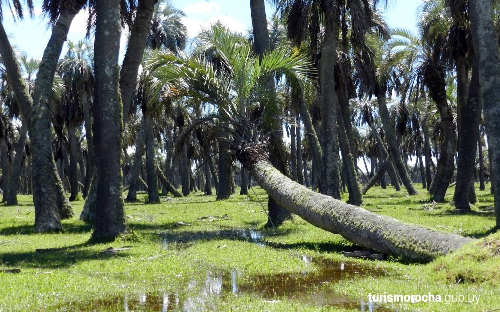 Rocha declara emergencia sanitaria y ambiental por la presencia del “Picudo Rojo”