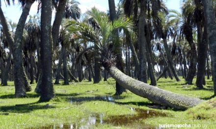 Rocha declara emergencia sanitaria y ambiental por la presencia del “Picudo Rojo”
